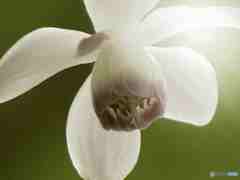 レンゲショウマ