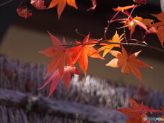 紅葉狩り＃１