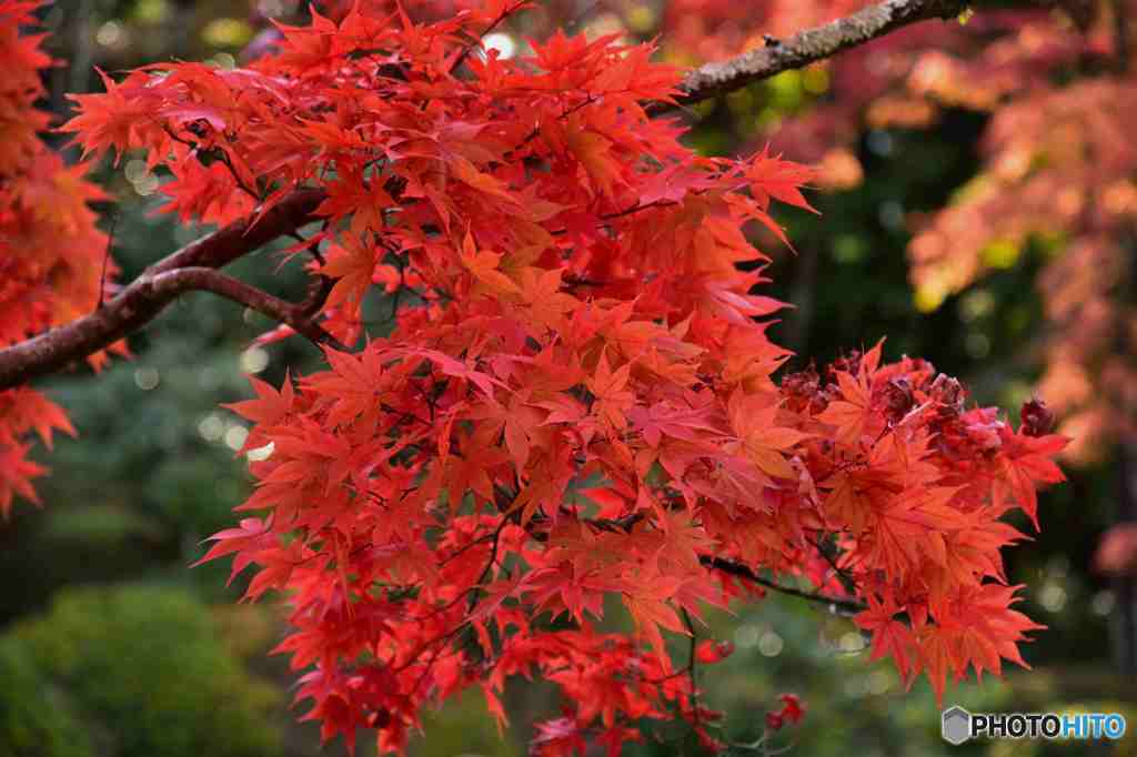 逍遙園の紅葉その２