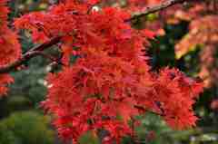 逍遙園の紅葉その２
