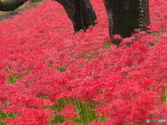曼珠沙華と幹＃１