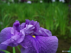 花菖蒲の姿＃１０