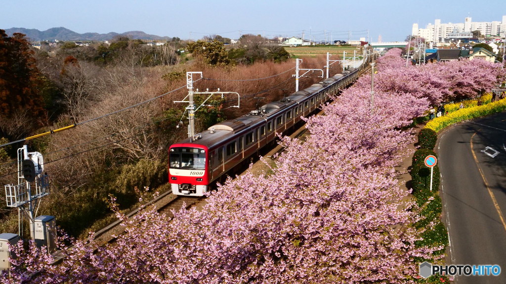 河津桜に京急電車　P1053503