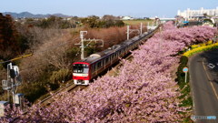河津桜に京急電車　P1053503