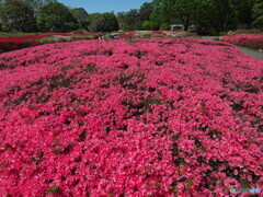 氾濫する赤ツツジ