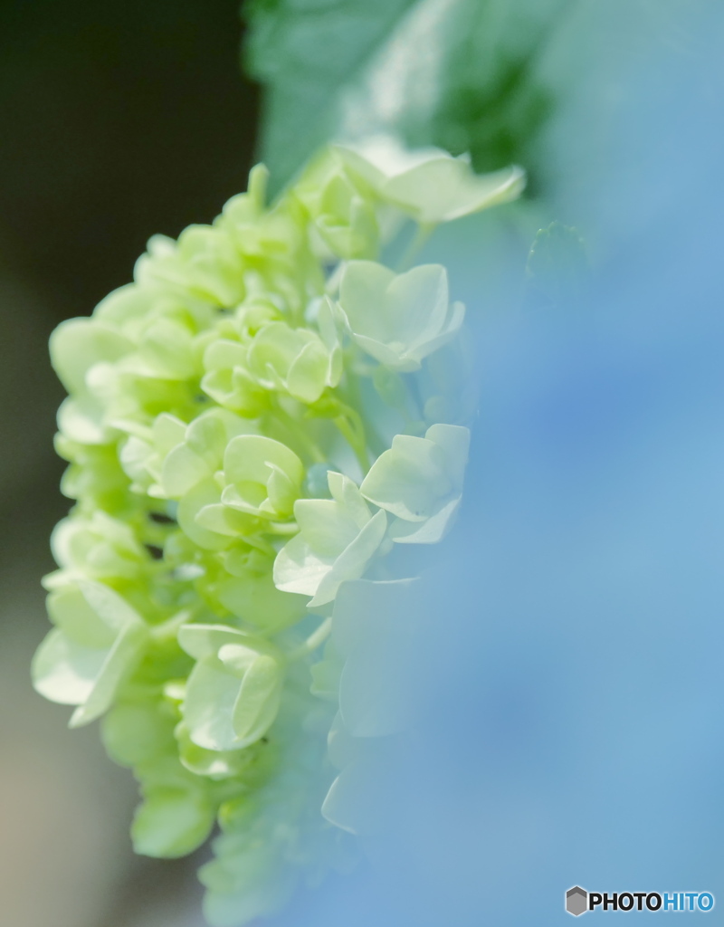 爽やかに　P1167508