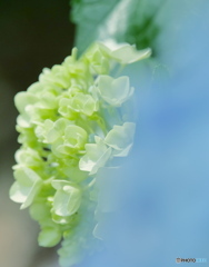 爽やかに　P1167508