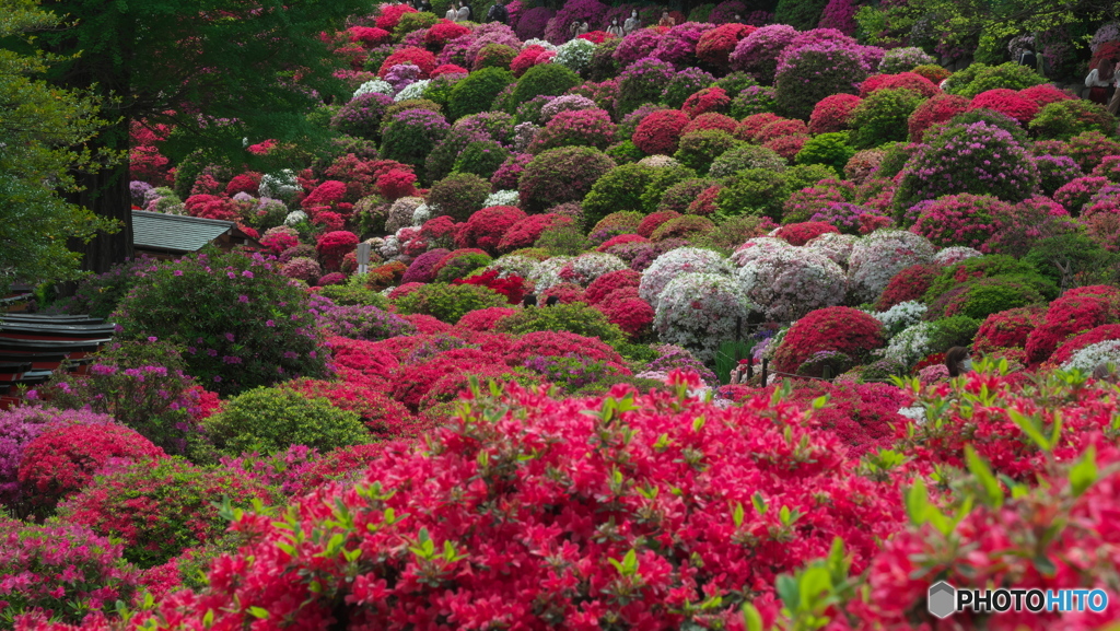 根津神社のつつじ苑其の２　P1184665