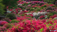 根津神社のつつじ苑其の２　P1184665