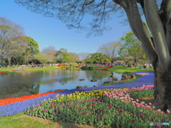 水辺のチューリップガーデン　P4100879
