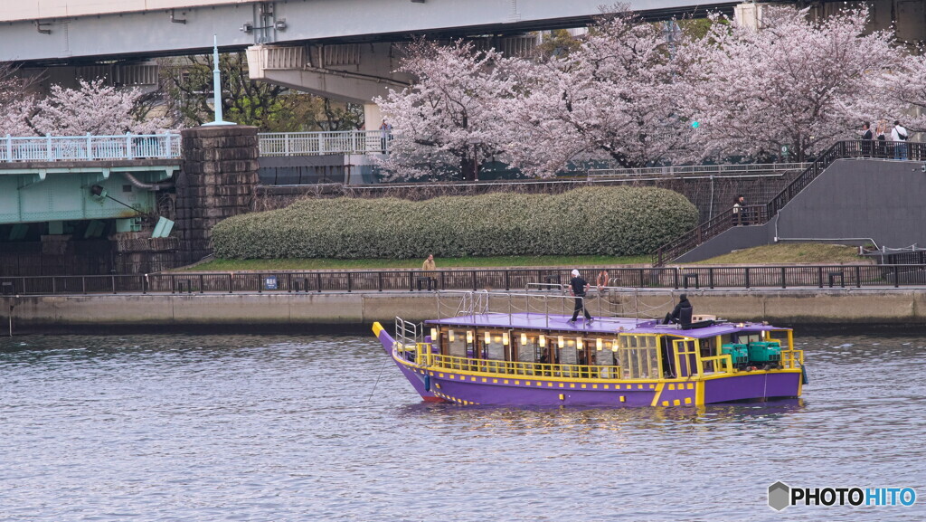 屋形船と桜＃１