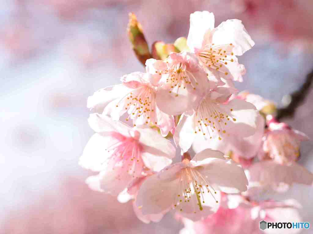 早咲きの桜その１