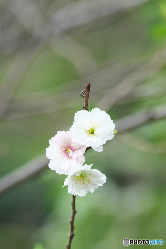 コブクロザクラ