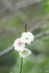 コブクロザクラ