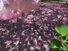 花びらに描かれた影絵　P1184299