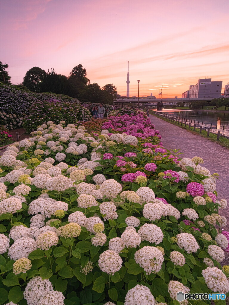 夕暮れ時の紫陽花＃２