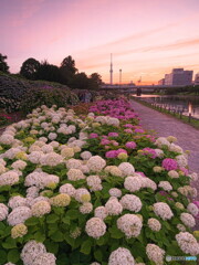 夕暮れ時の紫陽花＃２