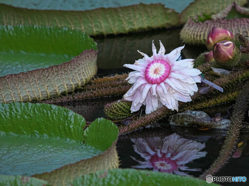 オオオニバスの花＃１