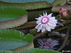 オオオニバスの花＃１