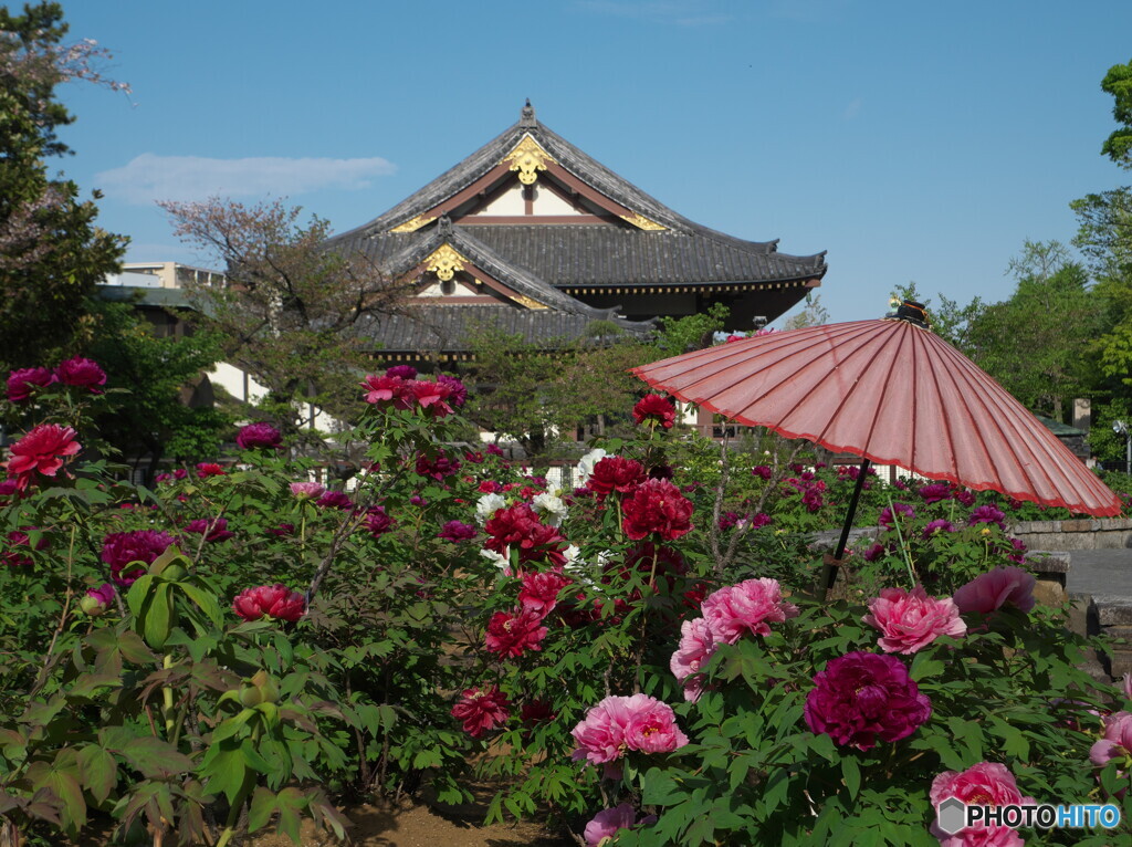 牡丹と和傘＃３