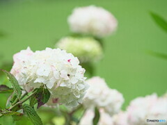 白紫陽花