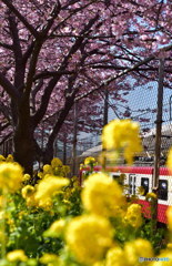 河津桜と菜の花～２