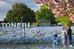 ネモフィラと八重桜＃２