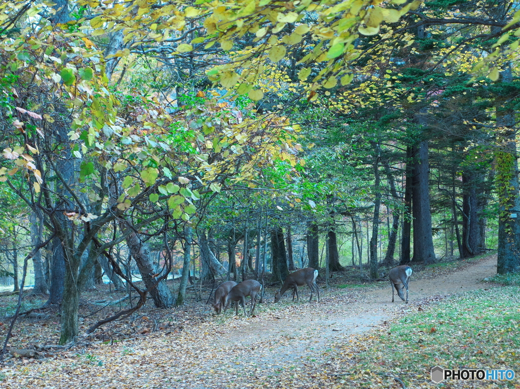 野生のシカに出会った