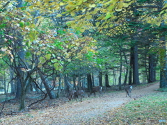 野生のシカに出会った