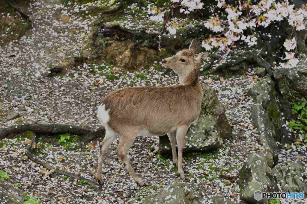 奈良公園の鹿～１