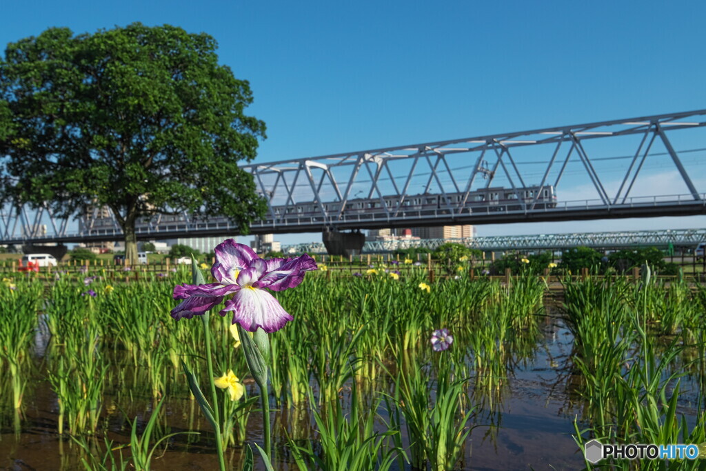 花菖蒲と電車