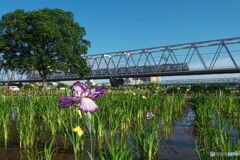 花菖蒲と電車