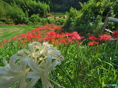 里山の彼岸花