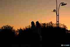 今日の夕ご飯何にする