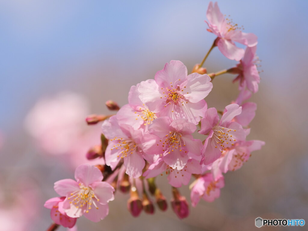 河津桜其の1　優しく　P1142673