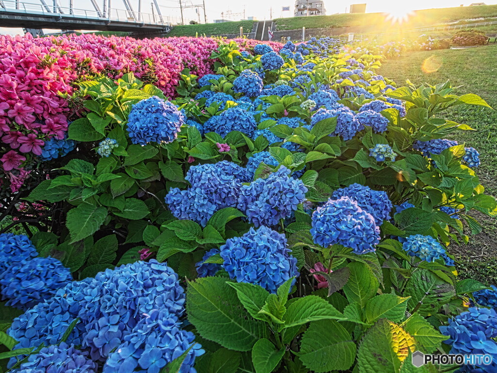 夕日と紫陽花＃２