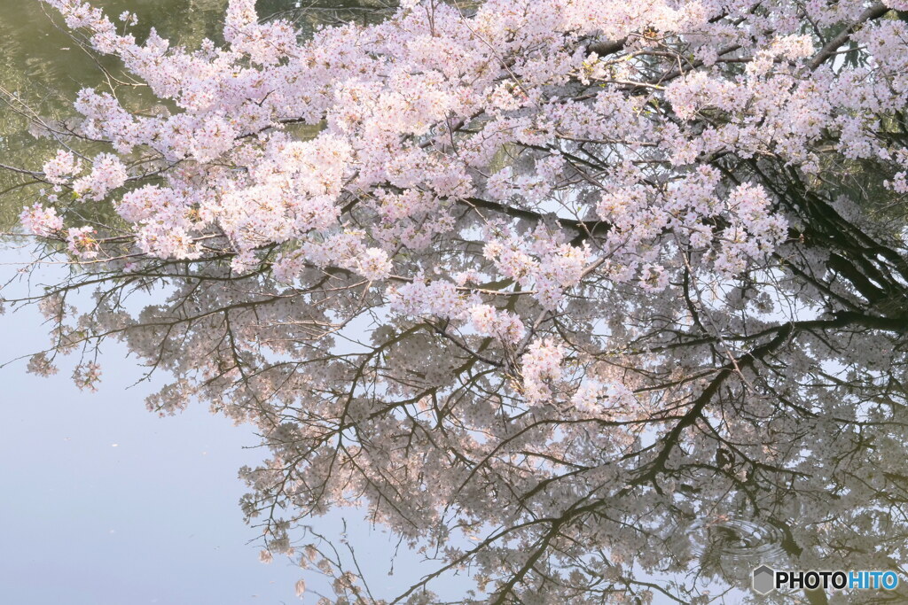 池の花見　P1144638