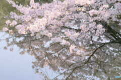 池の花見　P1144638