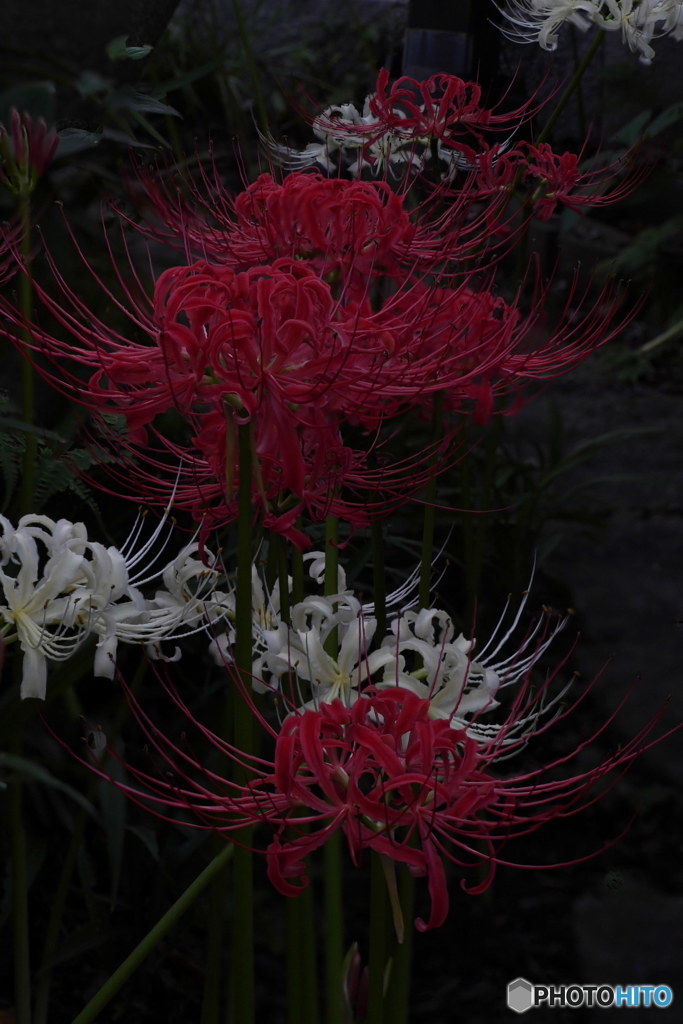 曼珠沙華　P1004378