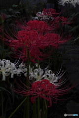 曼珠沙華　P1004378