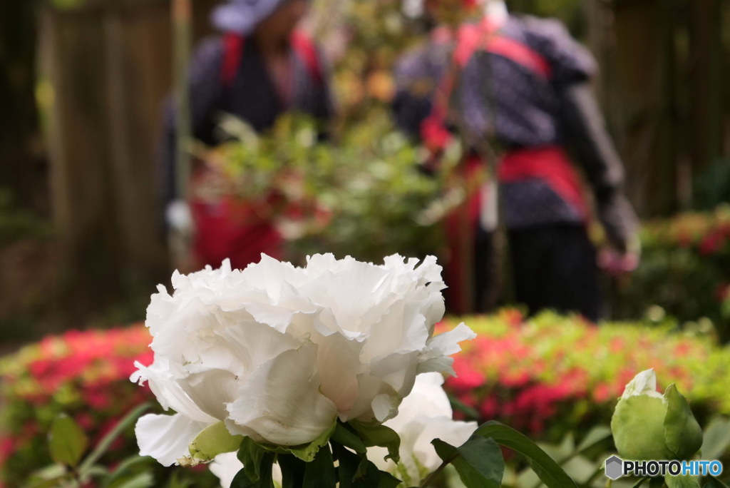 ぼたんと早乙女　P1077964