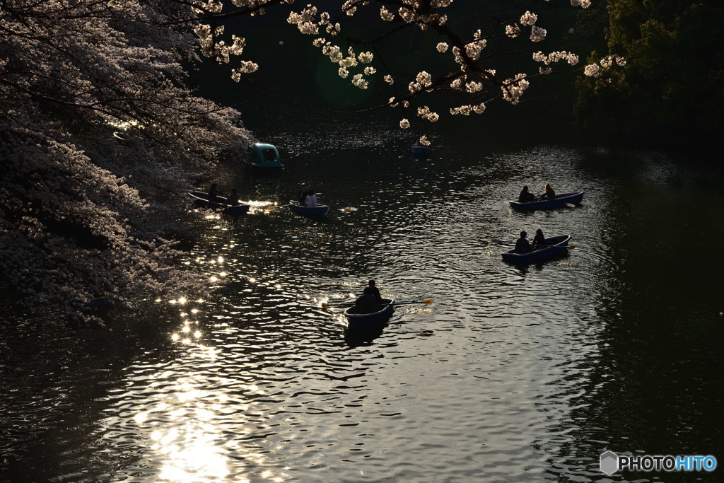 シルエット　DSC_8559