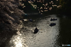 シルエット　DSC_8559