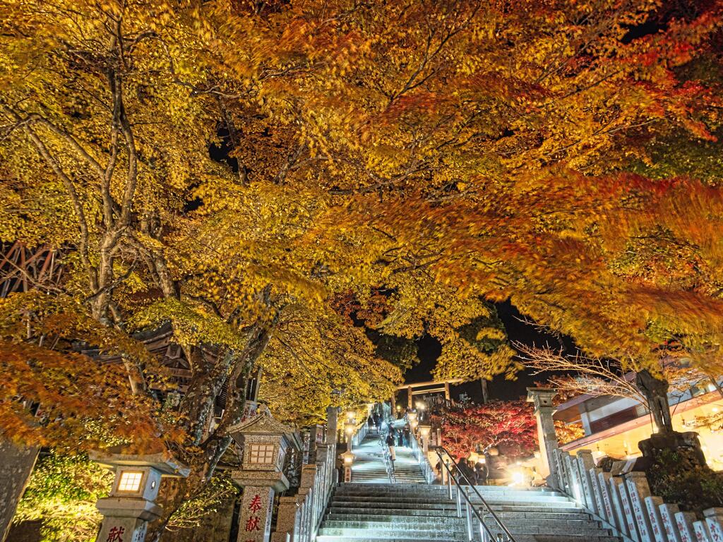 ライトアップされた紅葉と石段＃１