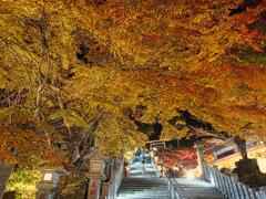ライトアップされた紅葉と石段＃１