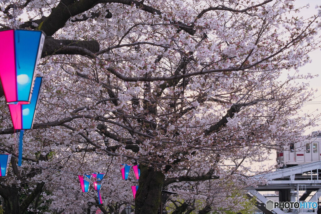 桜と電車＃１