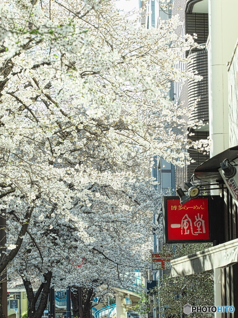 2023明治通りのソメイヨシノその２