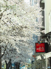 2023明治通りのソメイヨシノその２