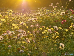 yellow world PA310861