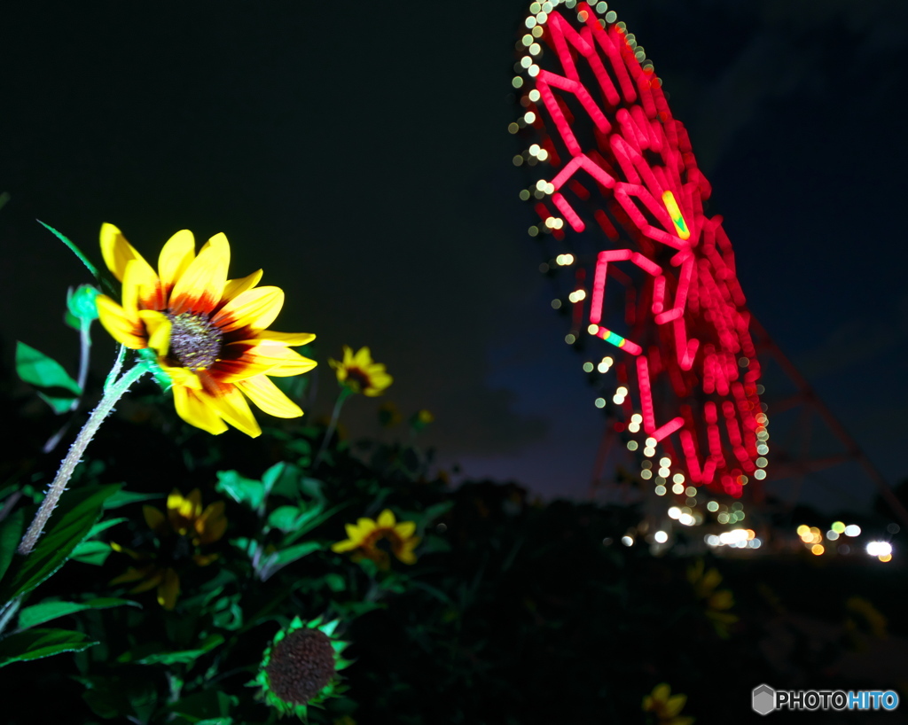 夜のヒマワリ　P1168564
